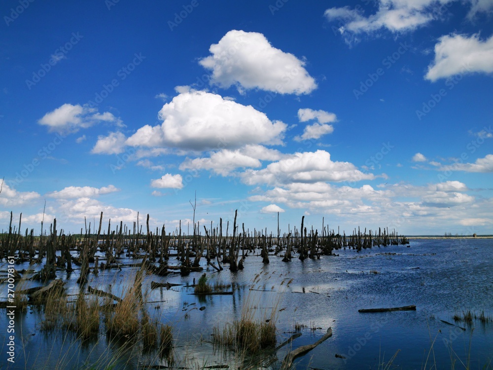 Obraz premium dead Forest in the sea with blue sky and sunshine