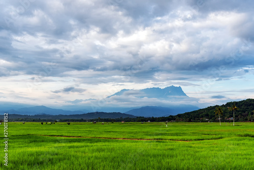 Mt Kinabalu and paddy field in Kota Belud Sabah Borneo Malaysia