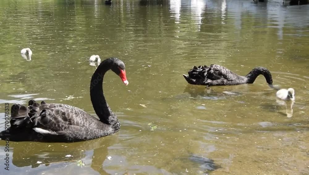 Black swans with their chicks. Animal wildlife Black swans with their chicks. Animal wildlife