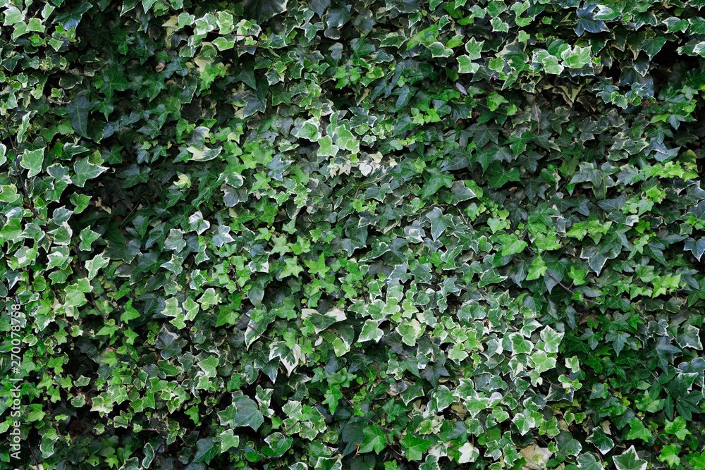 Landscape Background of Ivy With Hues of Green Leaves Landscape Background of Ivy With Hues of Green Leaves