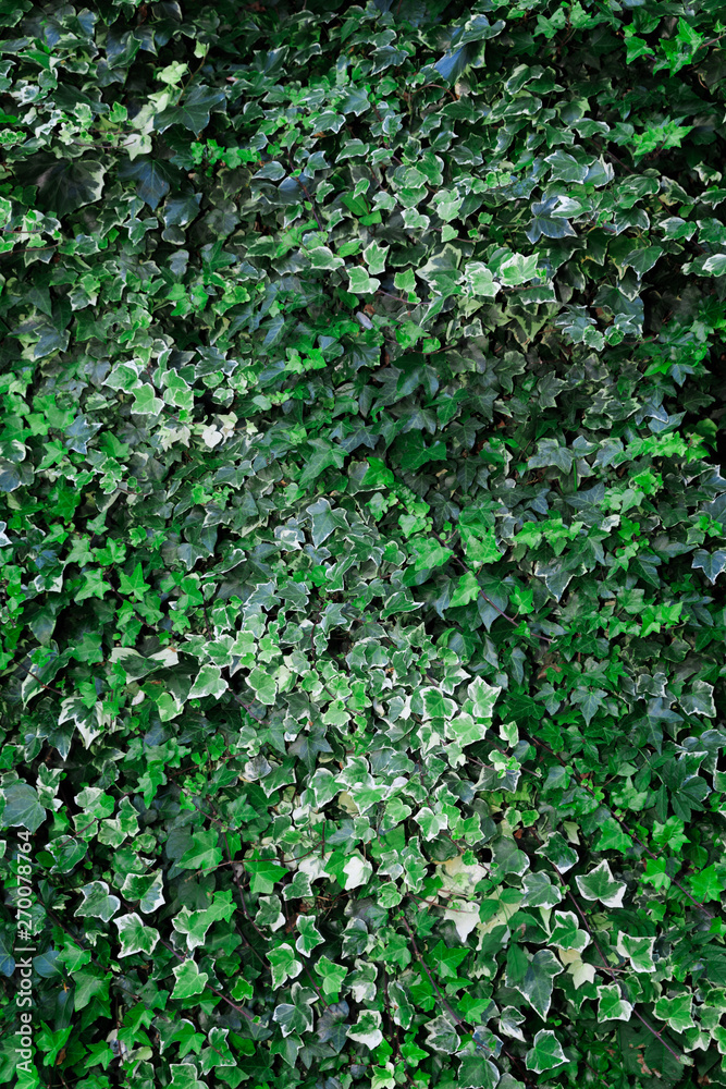 Portrait Background of an Ivy Wall With Hues of Green Leaves Portrait Background of an Ivy Wall With Hues of Green Leaves