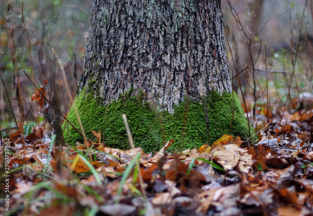 Mossy Trunk Mossy Trunk
