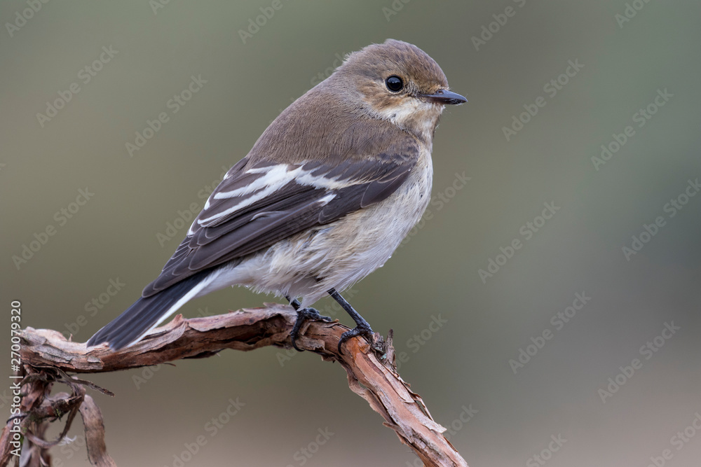 Flycatcher (Ficedula hypoleuca) perched on its perch with winter plumage.