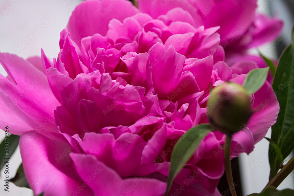 Pink peony macro shot. Peonies background. Pink peony macro shot. Peonies background.