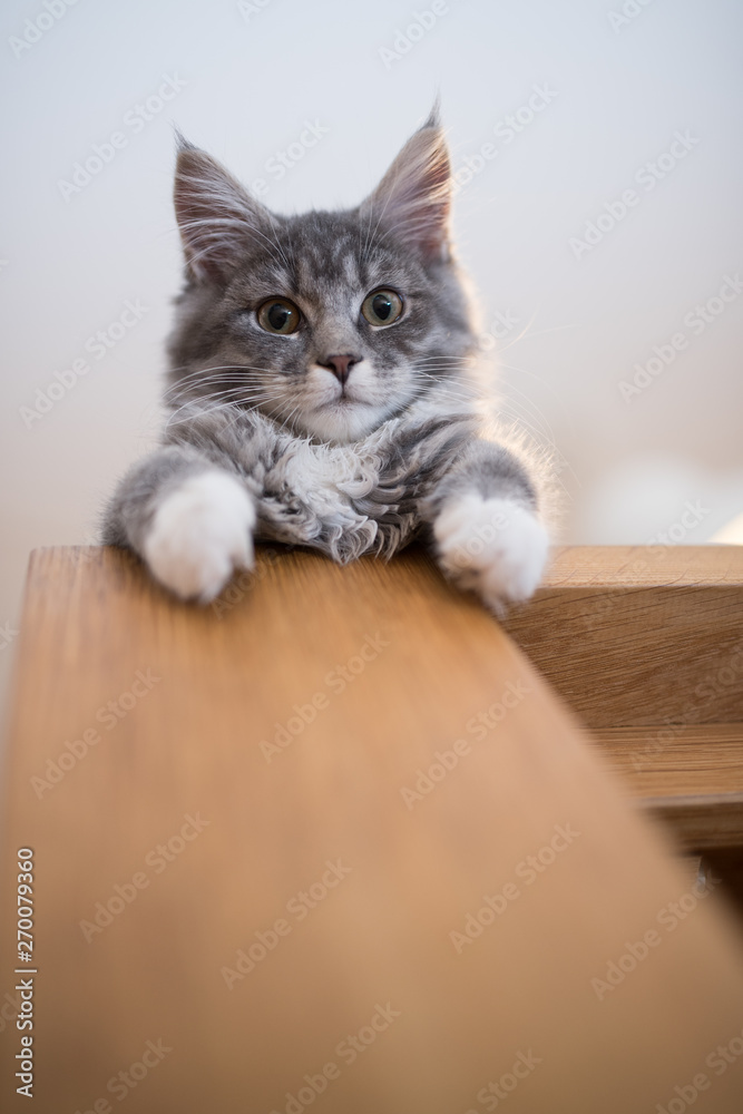 low angle view of a blue tabby maine coon kitten relaxing on wooden dining table looking down at camera curiously low angle view of a blue tabby maine coon kitten relaxing on wooden dining table looking down at camera curiously