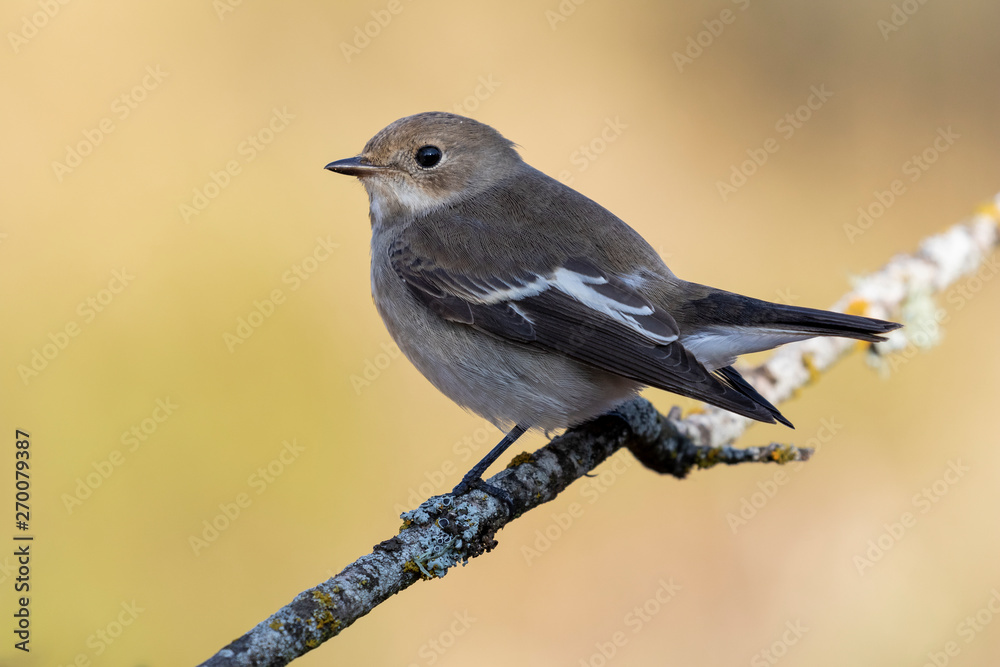 Fototapeta premium Flycatcher (Ficedula hypoleuca) perched on its perch with winter plumage.