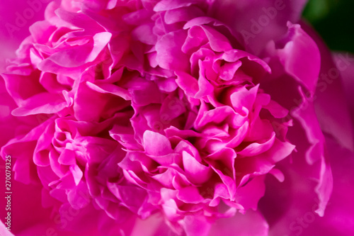 Pink peony macro shot. Peonies background.