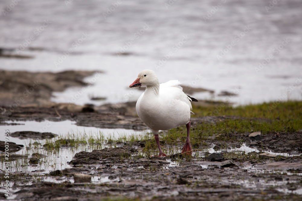 Wet white-morph snow goose with food in its beak coming onto the north shore from the St. Lawrence River during the spring migration, Quebec City, Quebec, Canada Wet white-morph snow goose with food in its beak coming onto the north shore from the St. Lawrence River during the spring migration, Quebec City, Quebec, Canada