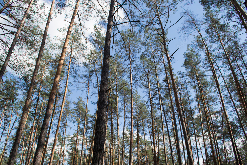 Fototapeta premium Coniferous forest at summer.