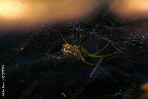 In spider's den photo