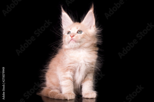 Adorable cute kitten on black background in studio, isolated. © Marina