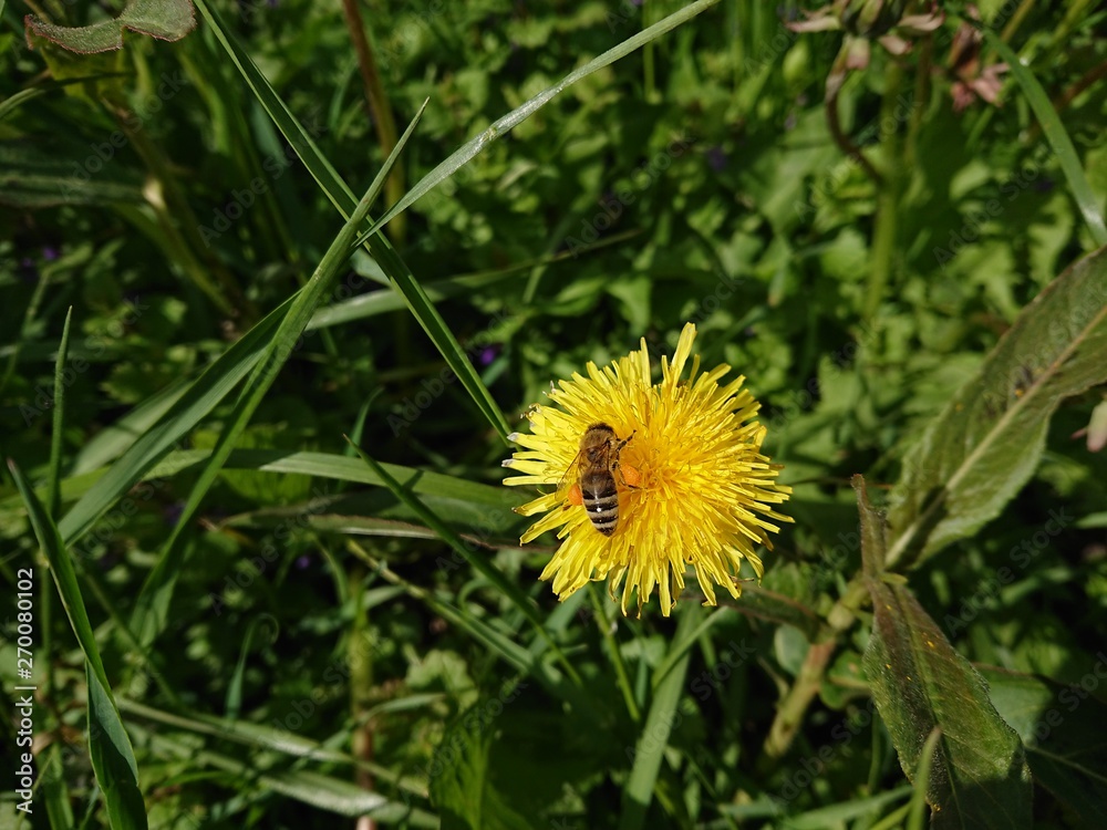 dandelion in the grass dandelion in the grass