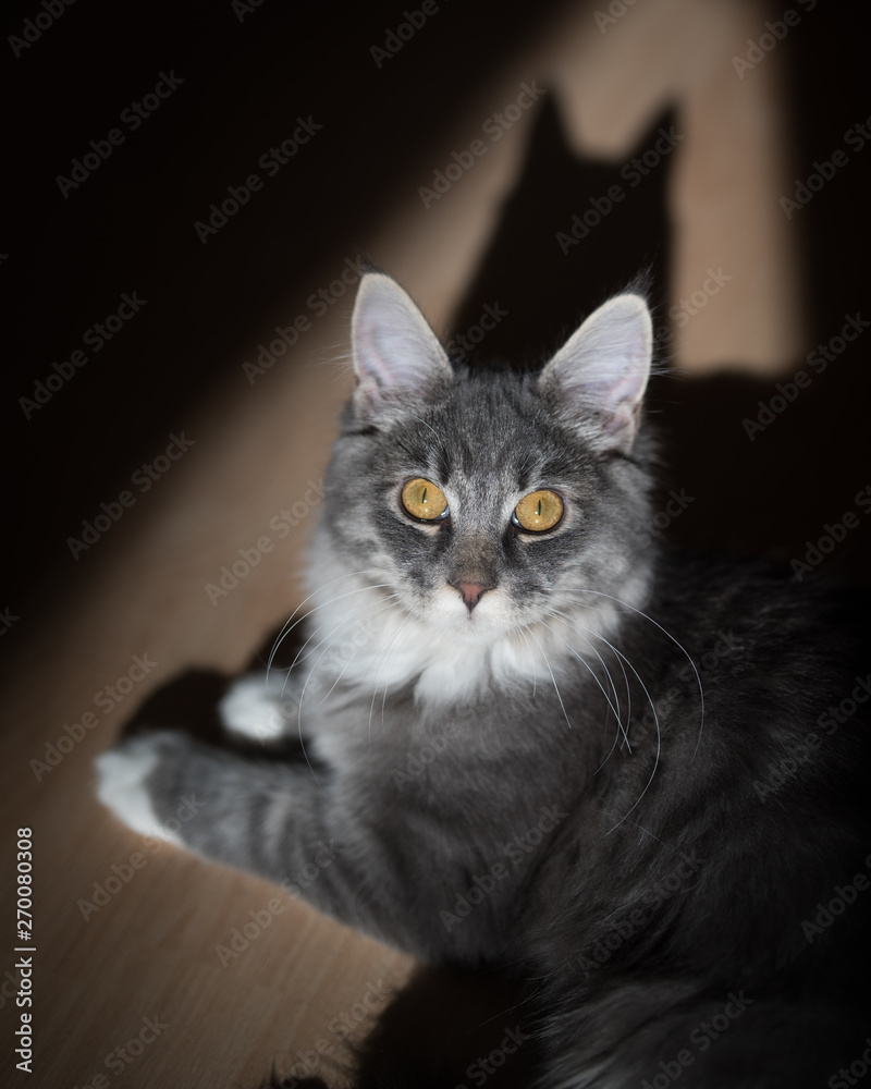 blue tabby maine coon kitten relaxing on wooden floor looking up. The drop shadow of the cat's head looks like batman's silhouette