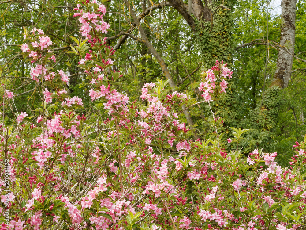 Inflorescence du weigélia (Weigela florida) couvert de fleurs et de boutons rose sur des branches arquées au feuillage vert au printemps