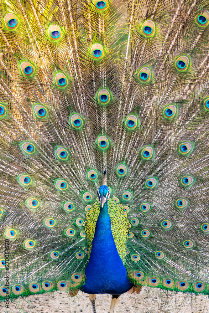 Fototapeta premium Indian male peacock (blue peafowl, pavo cristatus) with his tail feathers open
