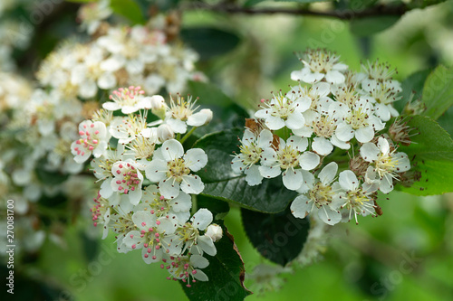 Blossom of black rowanberry at spring length of time