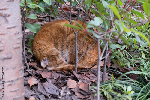 Cat curled and sleeping on leaf cover in the park © Pavel