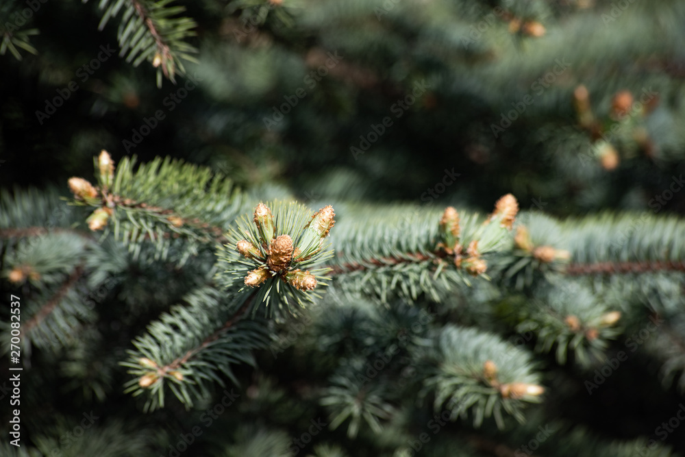 Young cones spruce on the branches