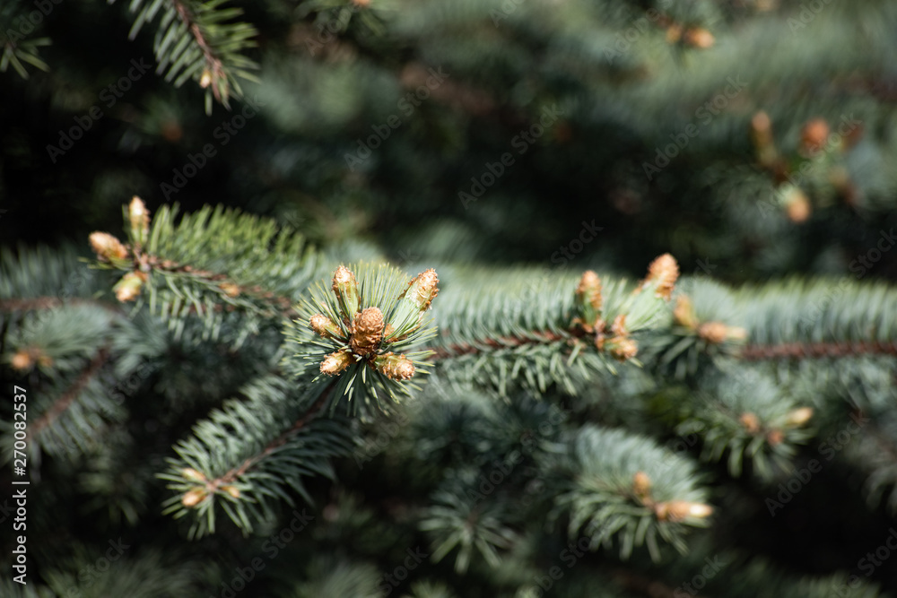Young cones spruce on the branches Young cones spruce on the branches