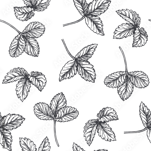 Vector vintage seamless pattern with strawberry leaves isolated on white. Hand drawn botanical texture with forest plant. Cute floral sketch