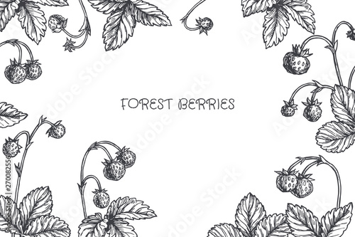 Vector vintage background with wild strawberry in engraving style. Hand drawn botanical texture with berries and leaves. Black and white floral sketch for label or card design