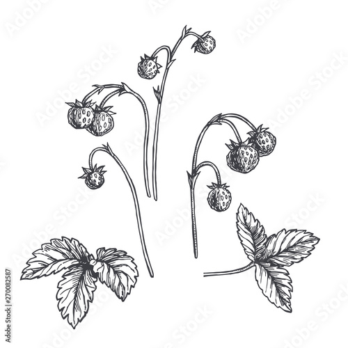 Vector vintage hand drawn illustration of wild strawberry sprig isolated on white. Botanical sketch of branch with berries and leaf