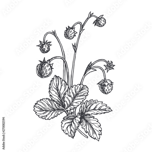 Vector vintage hand drawn illustration of wild strawberry sprig isolated on white. Botanical sketch of branch with berries and leaf