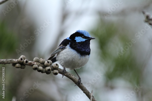 blue wren on a branch photo