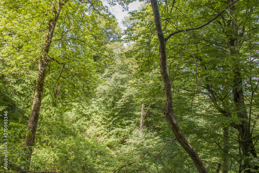 trees in the forest trees in the forest