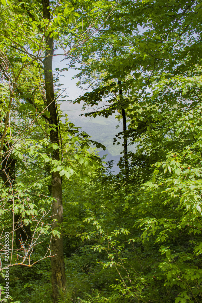 Obraz premium tree in forest