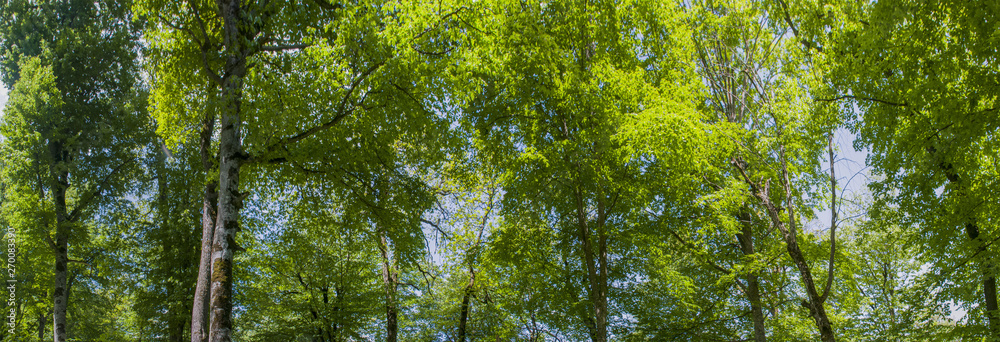 Obraz premium tree in the forest