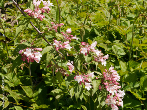 Weigela florida - Inflorescence du weigélia de Floride garni de fleurs et de boutons rose sur des rameaux arqués au feuillage vert printanier