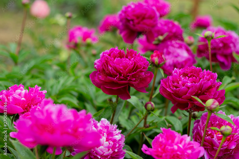 A beautiful blooming peony bush with pink flowers in the garden. horizontal orientation