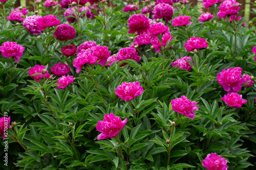 A beautiful blooming peony bush with pink flowers in the garden. horizontal orientation