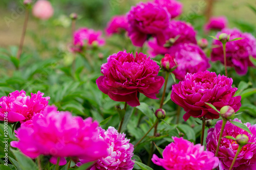A beautiful blooming peony bush with pink flowers in the garden. horizontal orientation © Татьяна Креминская