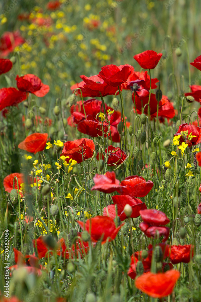 Group of poppies in a field