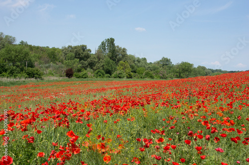 Beautiful poppy field in full bloom with a blue sky and trees in the background