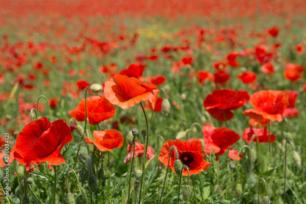 Beautiful poppy field in full bloom