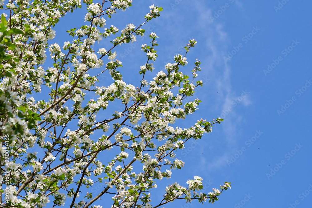 Apple blossom in spring. White flowers on Apple tree Apple blossom in spring. White flowers on Apple tree