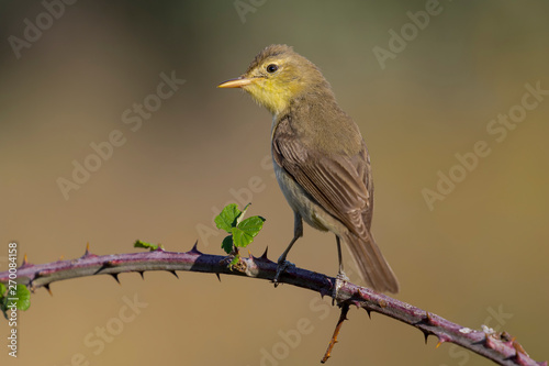 Melodious warbler (Hippolais polyglotta), perched on a branch. Spain