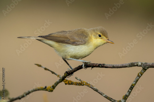 Fotografie Melodious warbler (Hippolais polyglotta), perched on a branch