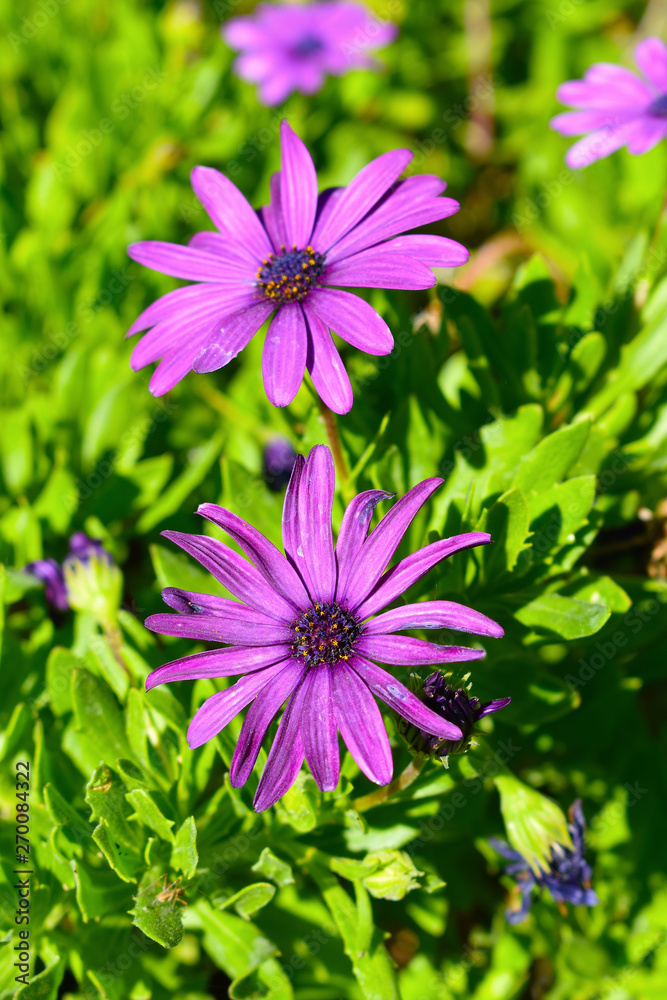 African Daisy African Daisy