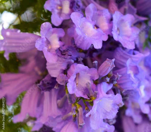 Fototapeta Naklejka Na Ścianę i Meble -  Purple Jacaranda Flower