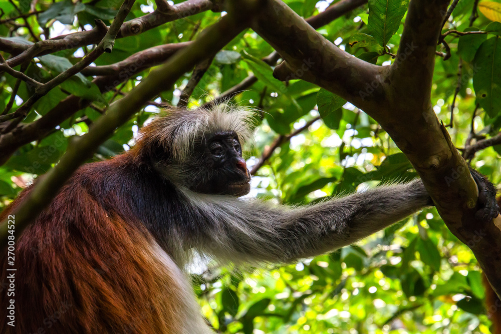 Fototapeta premium wild monkey in the jungle in Africa