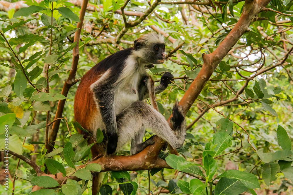 wild monkey in the jungle in Africa