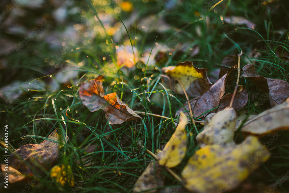 Whimsical autumn background in backlight Whimsical autumn background in backlight