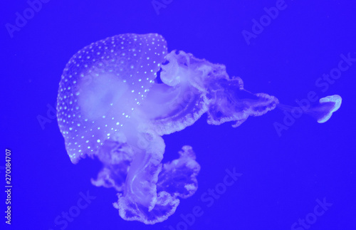 Jellyfish Underwater Background