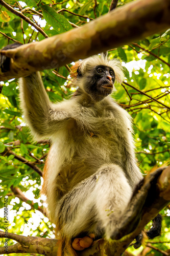 wild monkey in the jungle in Africa photo