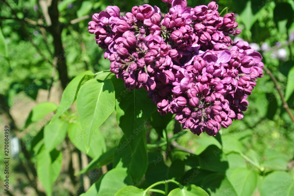 lilac, flower, spring, nature, pink, purple, garden, flowers, green, blossom, plant, bush, blooming, tree, floral, beauty, leaf, bloom, branch, beautiful, summer, season, petal, leaves lilac, flower, spring, nature, pink, purple, garden, flowers, green, blossom, plant, bush, blooming, tree, floral, beauty, leaf, bloom, branch, beautiful, summer, season, petal, leaves
