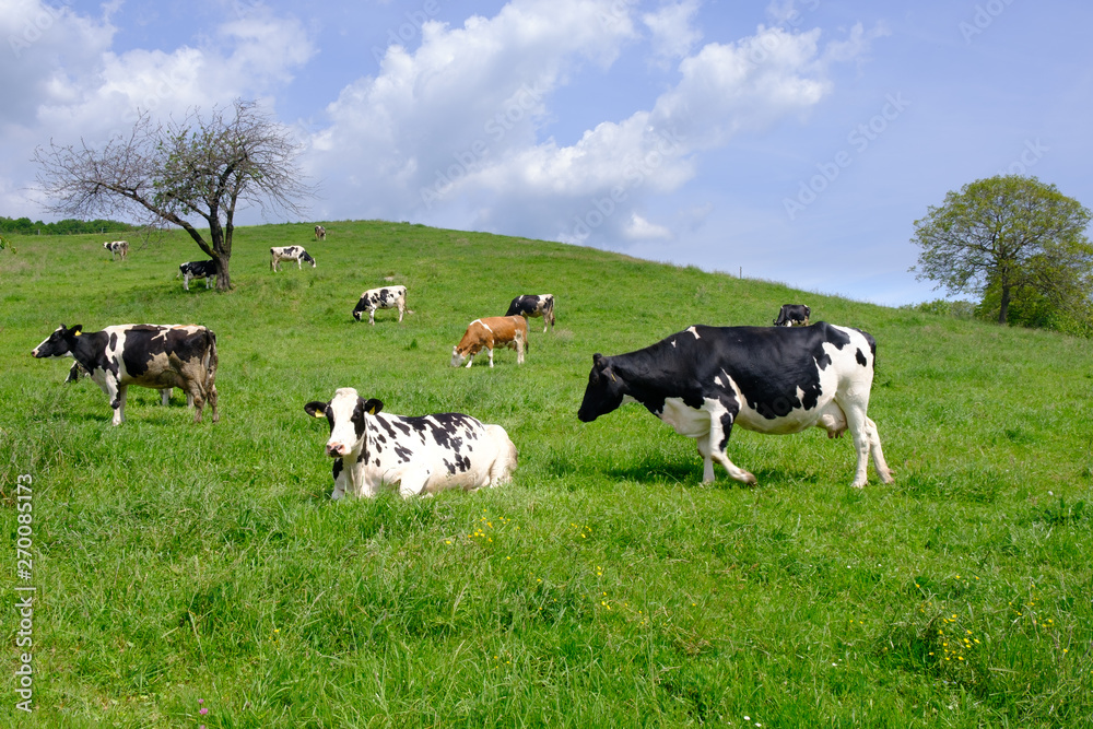 Cows grazing on pasture, a herd of black and white cows mixed with brown and white cattle Cows grazing on pasture, a herd of black and white cows mixed with brown and white cattle